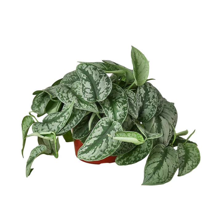 Scindapsus Pictus 'Exotica' Easy Care Plant for Indirect Sunlight