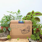 "Grow an Indoor Jungle" Houseplant Seed Kit