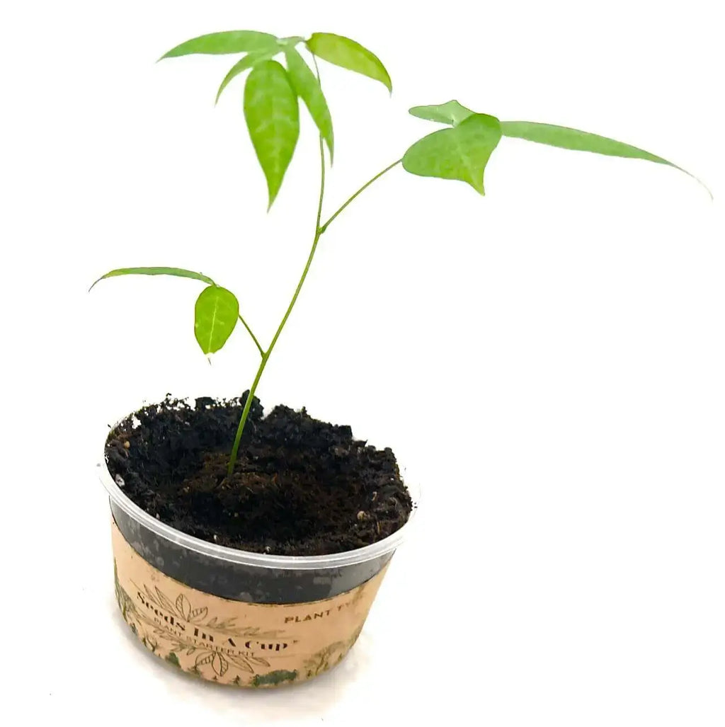 Seeds In A Cup® American Elm Tree Seed Starter Grow Kit
