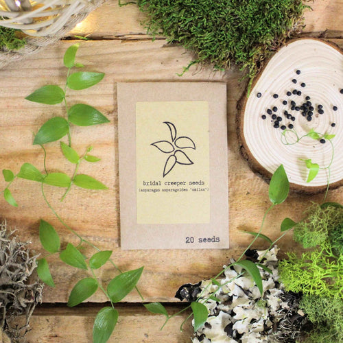 "Houseplant Adventurer" Houseplant Seed Collection