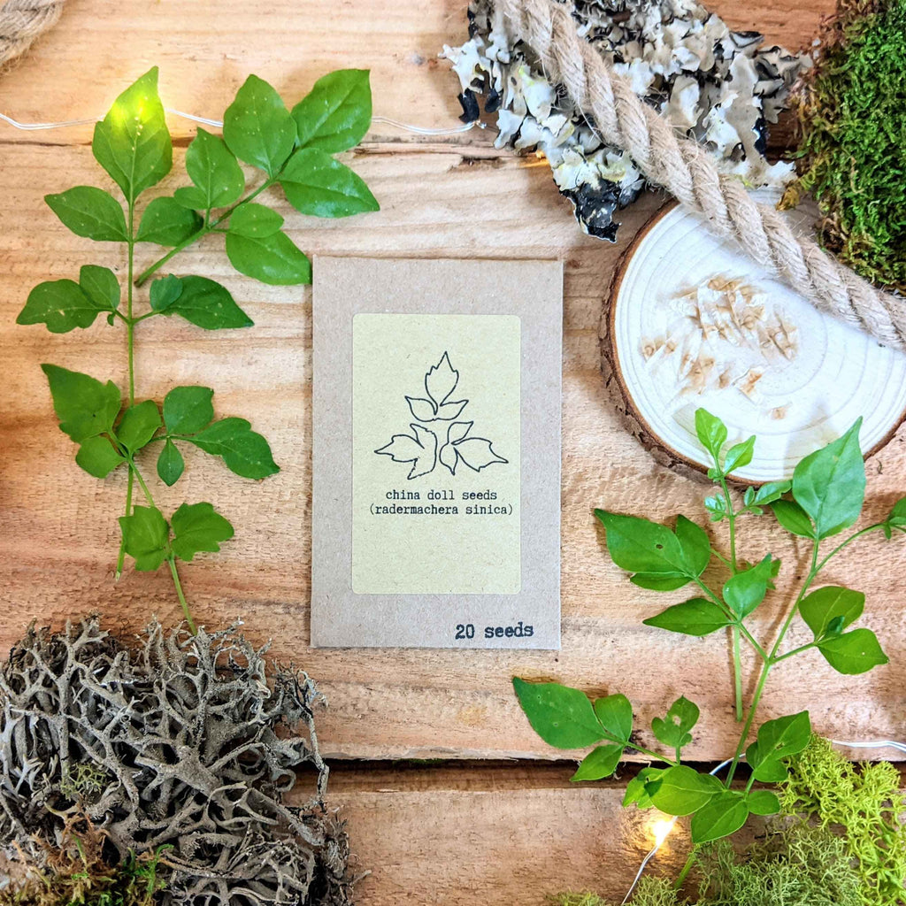 "Houseplant Adventurer" Houseplant Seed Collection