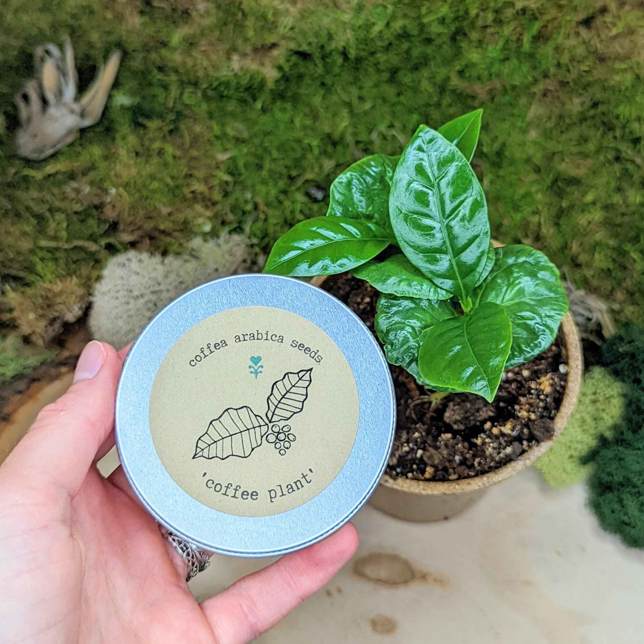 "Houseplant Buff" Houseplant Seed Collection