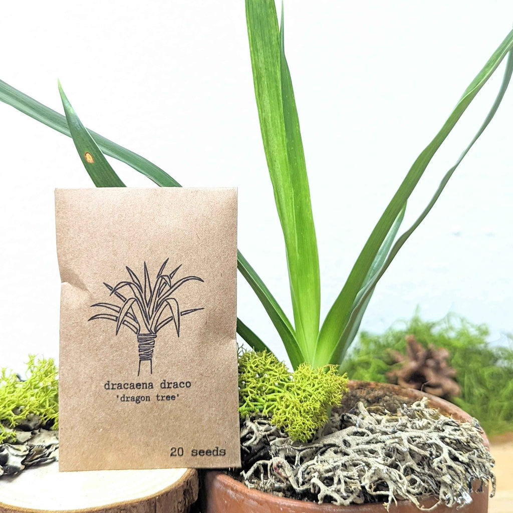 "Houseplant Buff" Houseplant Seed Collection