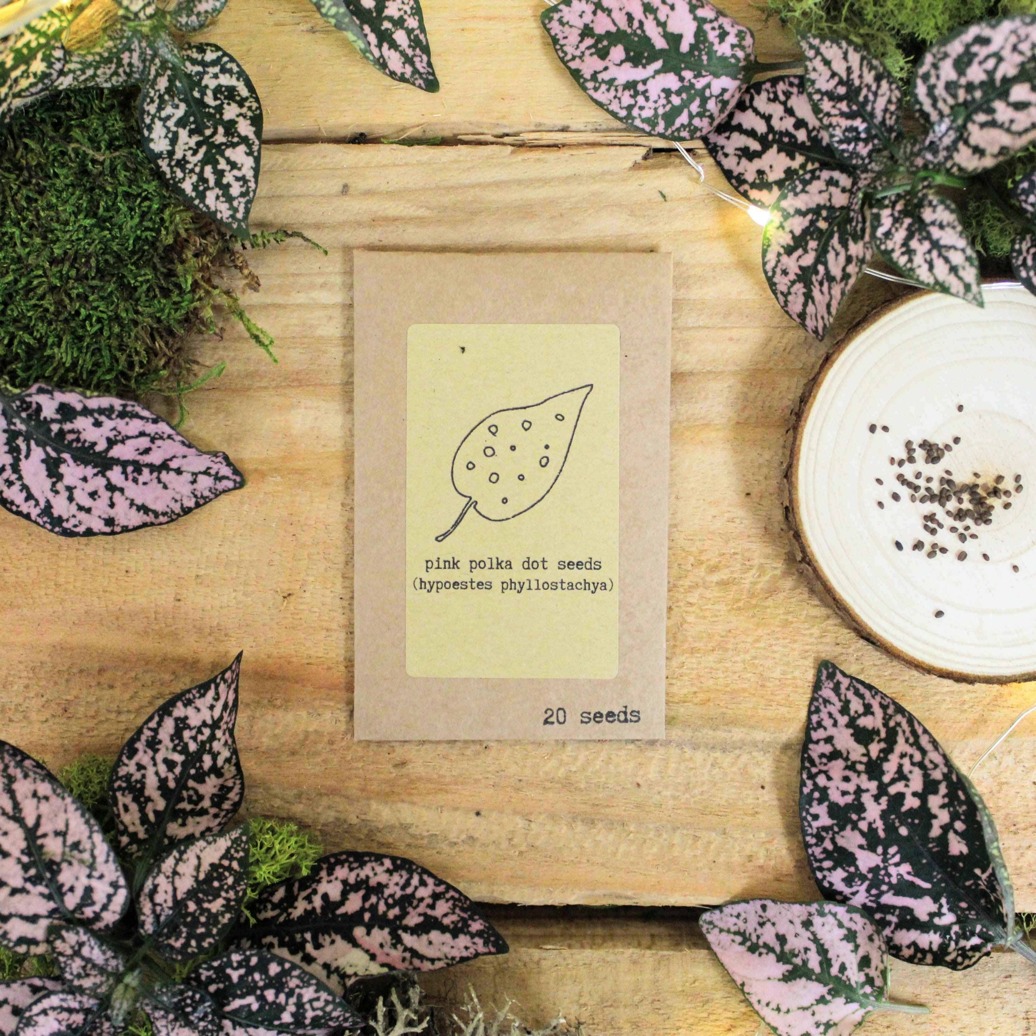 "Houseplant Newbie" Houseplant Seed Collection