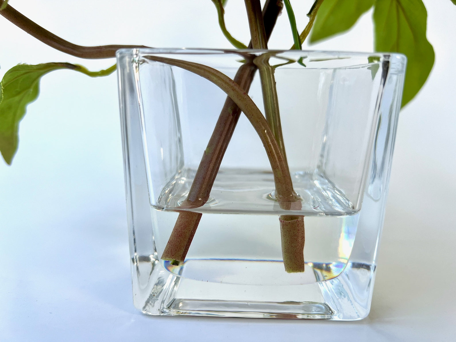 Real Touch Peony Arrangement in Glass Vase - 8"-4