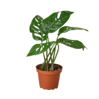 The SWISS CHEESE Monstera Adansonii Easy Care Potted House Plant