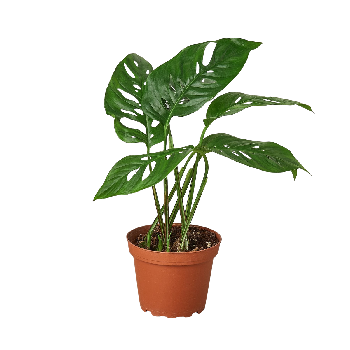 The SWISS CHEESE Monstera Adansonii Easy Care Potted House Plant