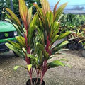 Cordyline