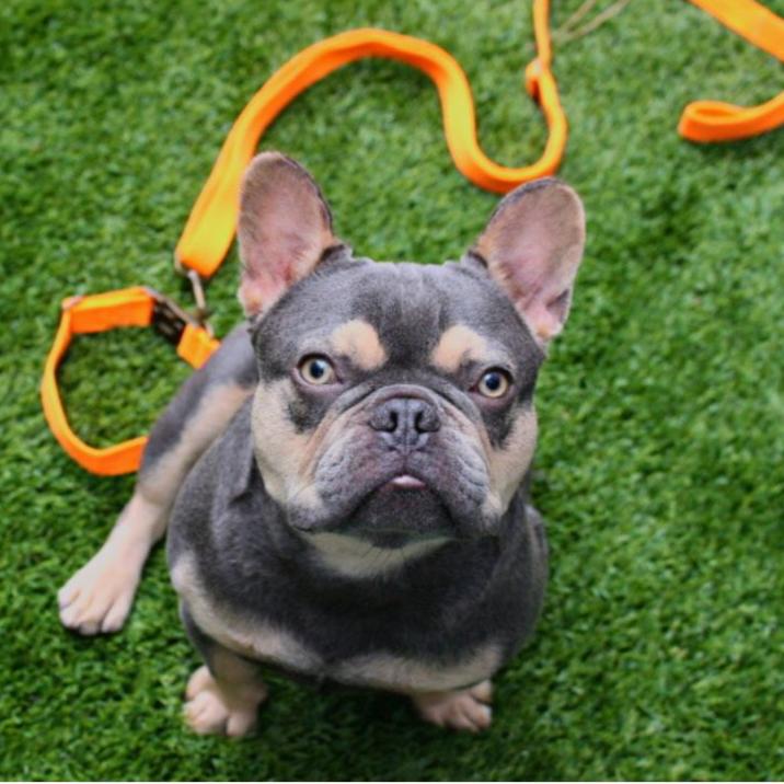 Hemp Cotton Dog Leash - Durable, Sustainable, Adjustable, Lightweight & Soft