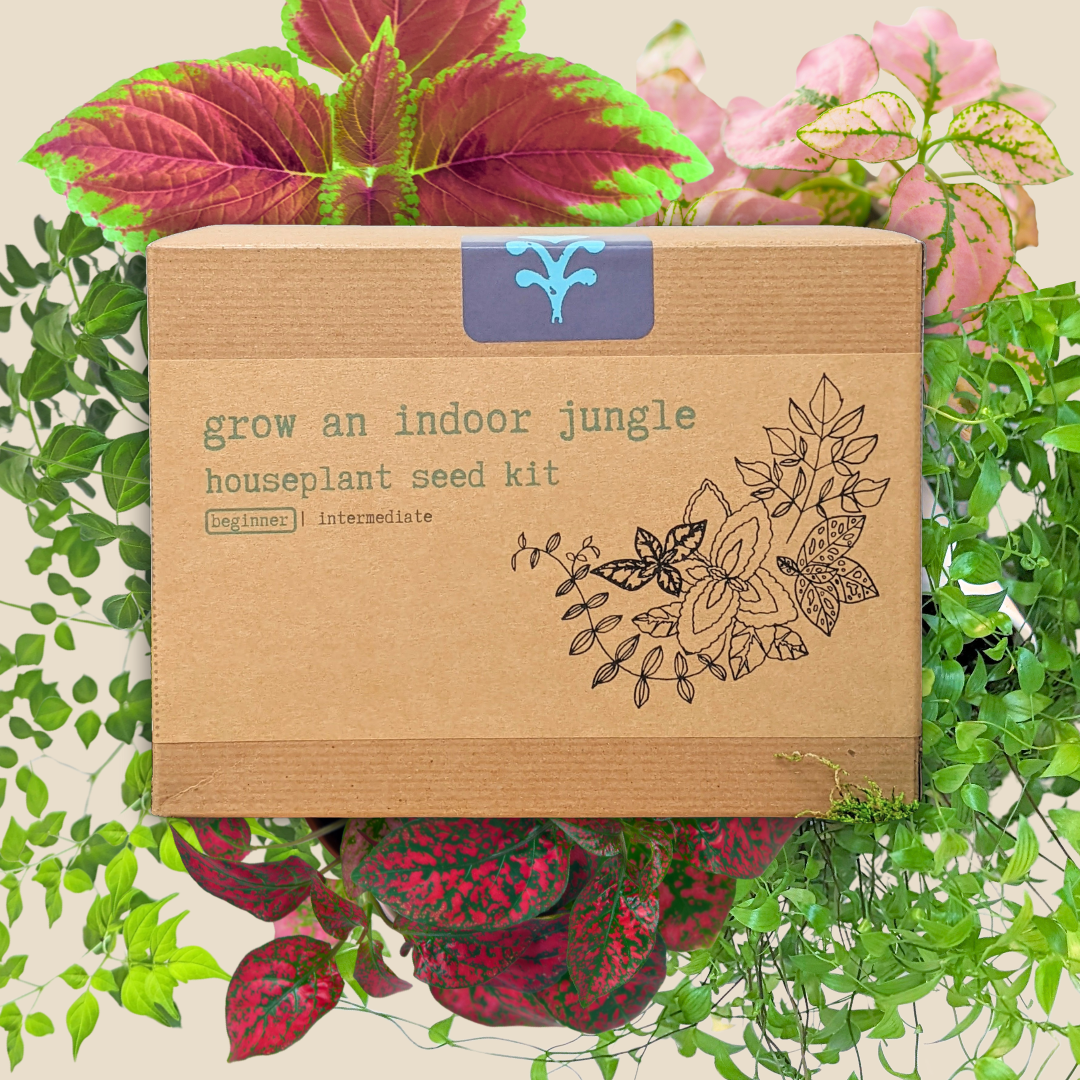 "Grow an Indoor Jungle" Houseplant Seed Kit