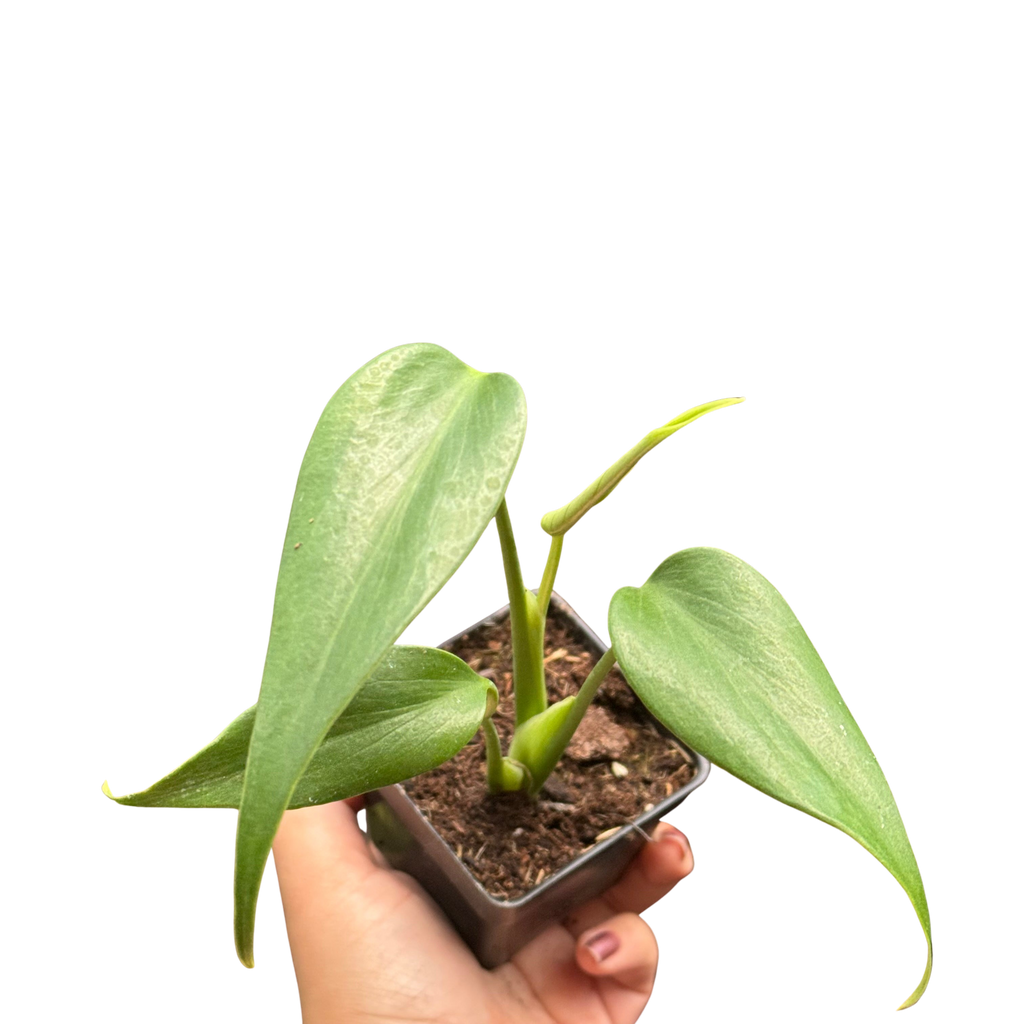 The MARX FLAME Monstera Burle Easy Care Indoor House Plant