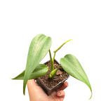 The MARX FLAME Monstera Burle Easy Care Indoor House Plant