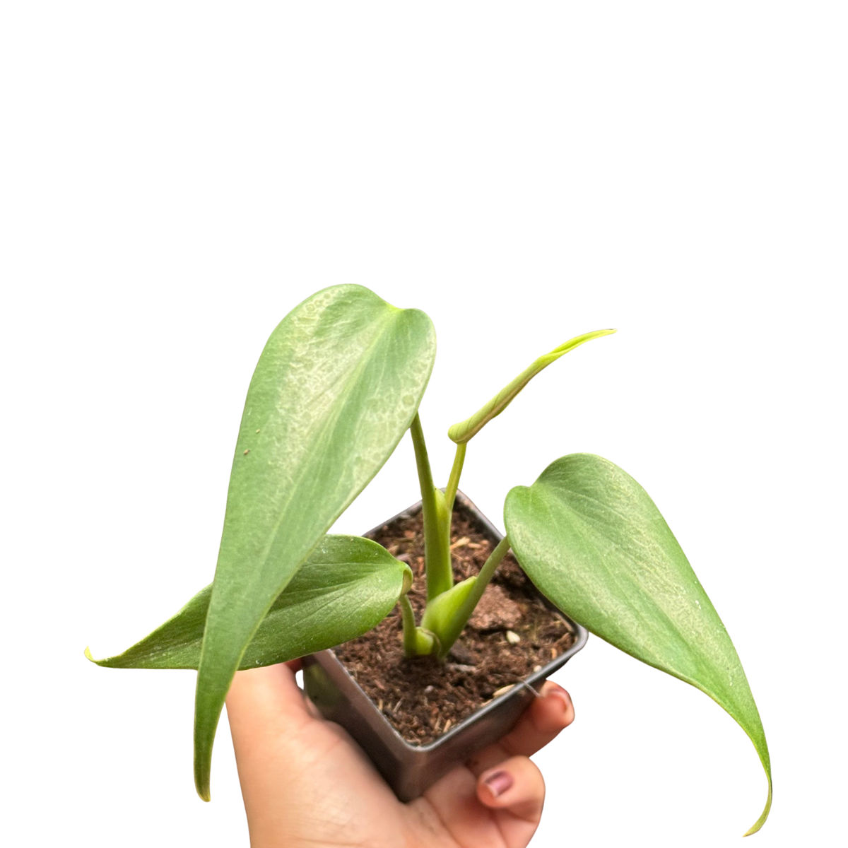 The MARX FLAME Monstera Burle Easy Care Indoor House Plant