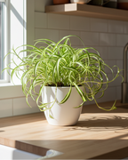 Potted plant on a wooden table with a window and shelves in the background