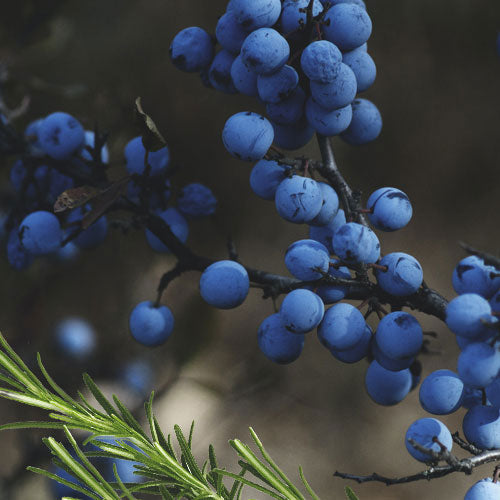 Ripe Juniper Scented Stone Face Double Wick Vegan Candle – 27 Oz