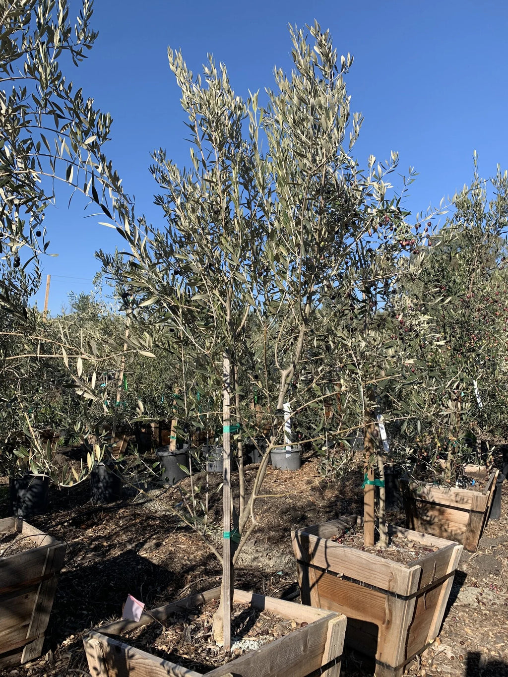 The MISSION Gourmet Cold-Hardy Olive Tree