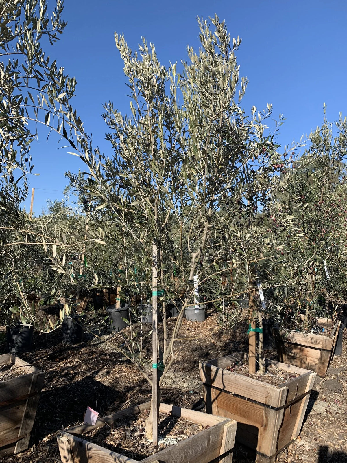 The MISSION Gourmet Cold-Hardy Olive Tree