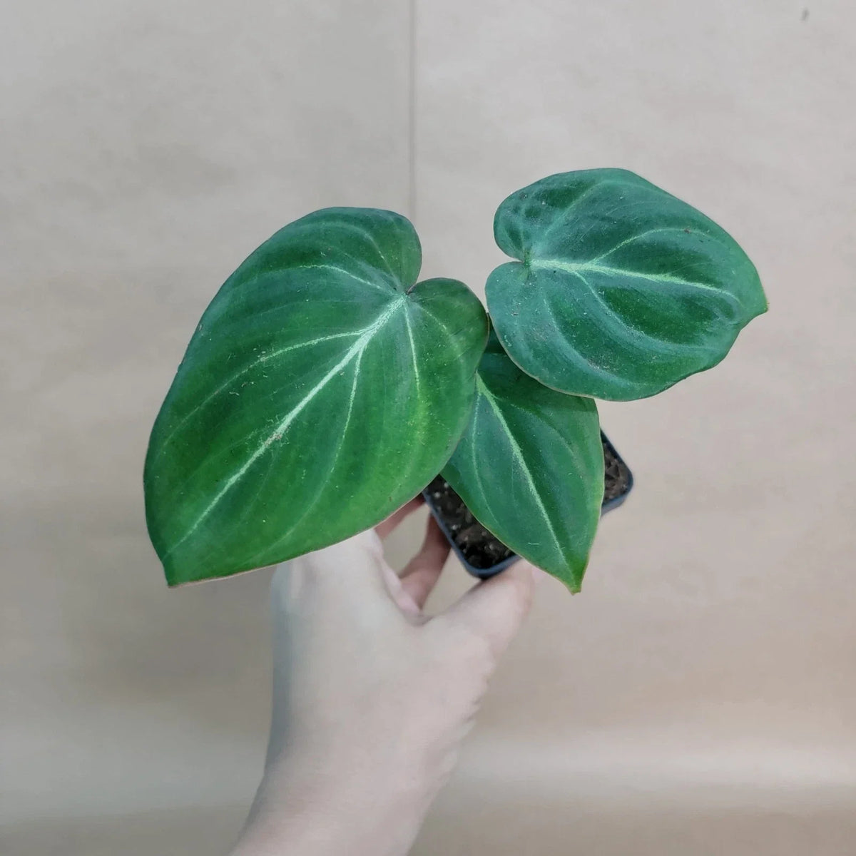 The ZEBRA Philodendron Gloriosum Plant – 4” Pot