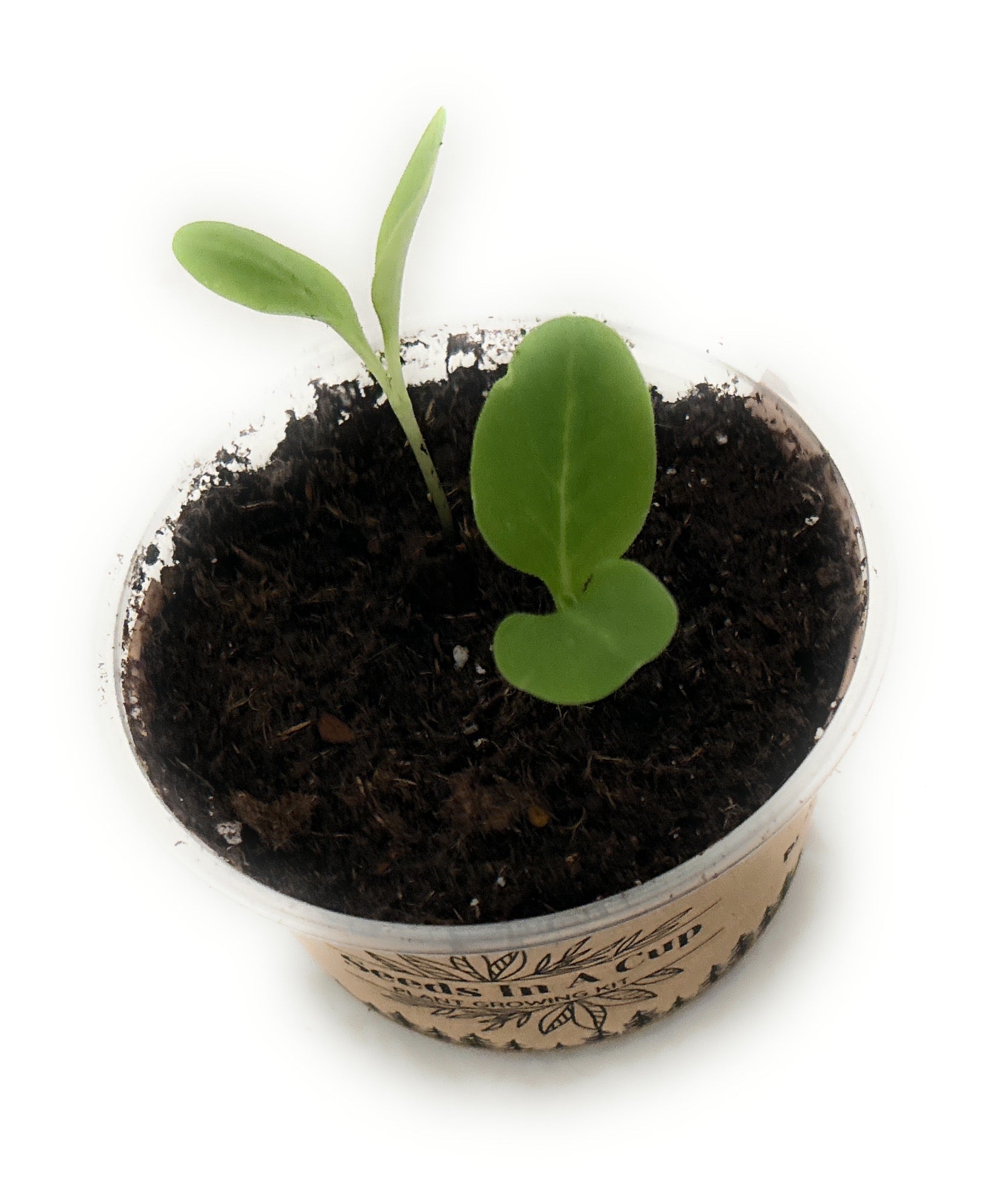 Seeds In A Cup® Apricot Tree Seed Starter Grow Kit