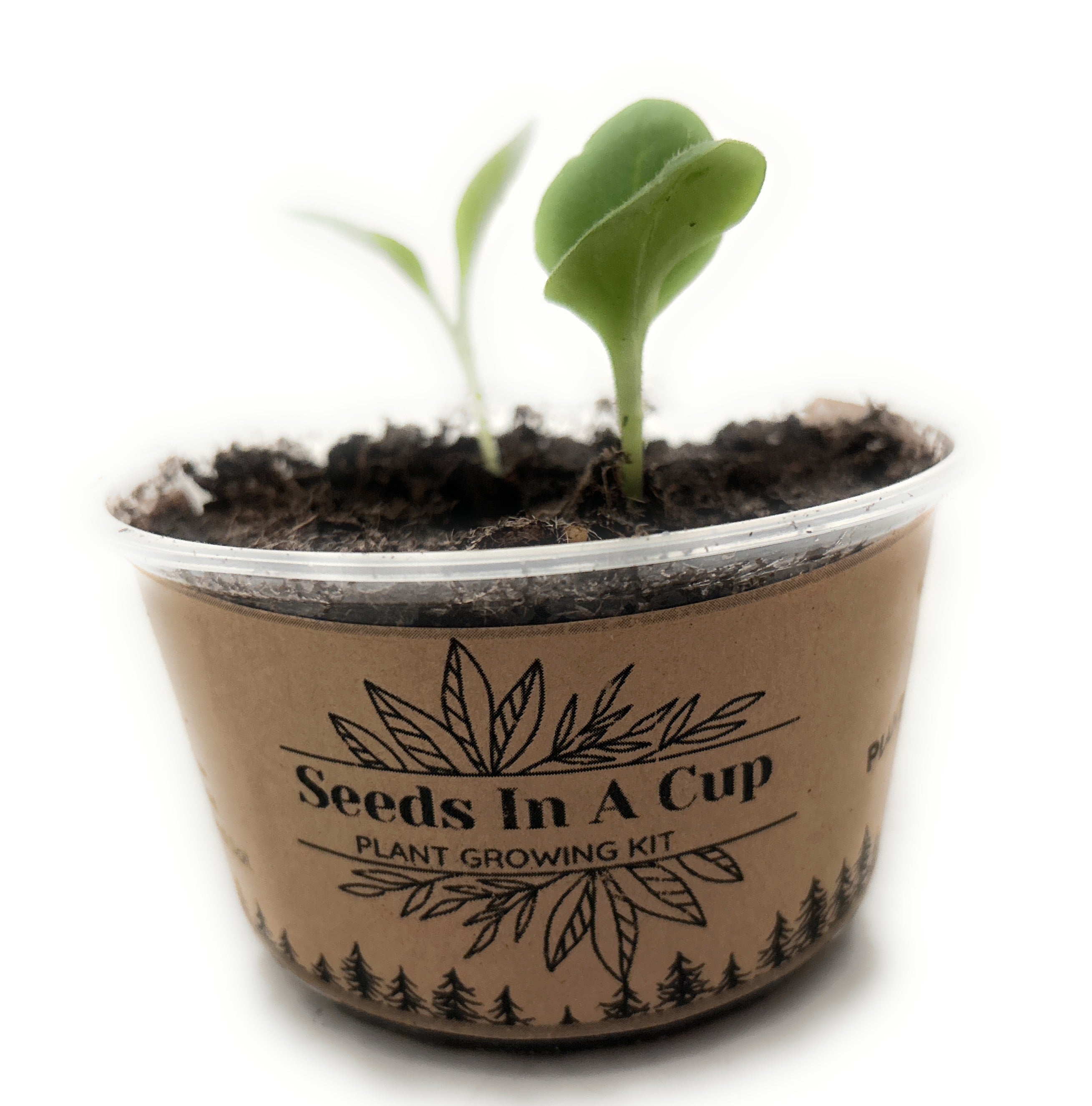 Seeds In A Cup® Cedar Tree Seed Starter Grow Kit