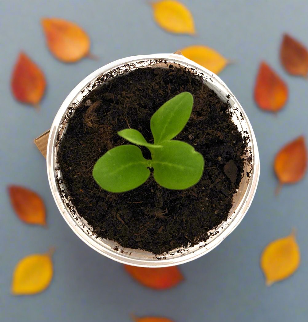 Seeds In A Cup® Apple Tree Seed Starter Grow Kit