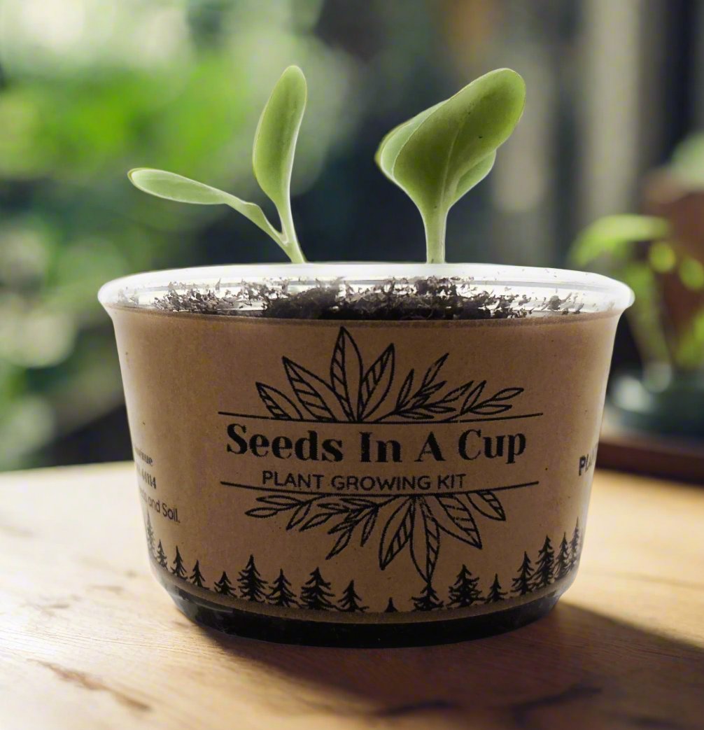 Seeds In A Cup® Black Cherry Tree Seed Starter Grow Kit