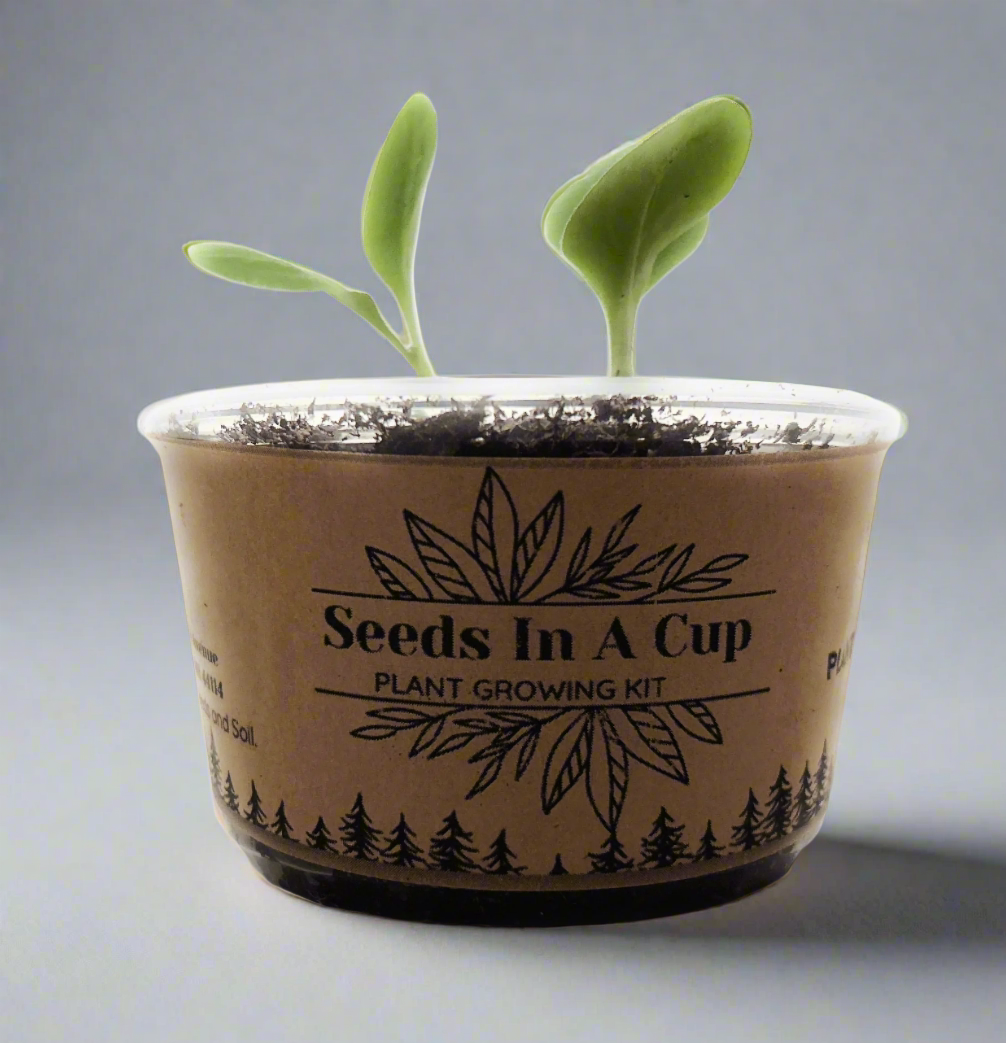 Seeds In A Cup® Black Cherry Tree Seed Starter Grow Kit