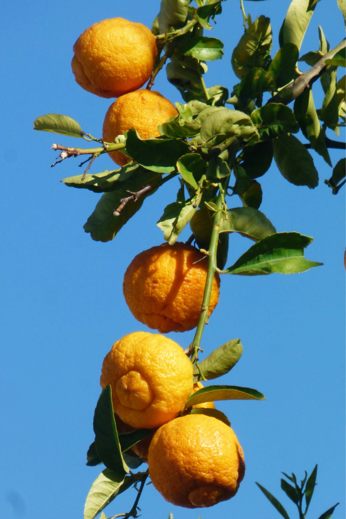 The PONDEROSA Natural Lemon-Citron Hybrid Tree