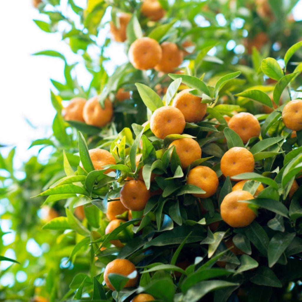 The OWARI SATSUMA Cold-Hardy Seedless Mandarin Tree
