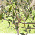 Frantoio Olive Tree Low-Maintenance Fruiting Tree