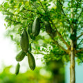 Australian Finger Lime Tree Low-Maintenance Fruit Tree