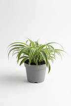 The REVERSE Spider Plant Easy-Care House Plant