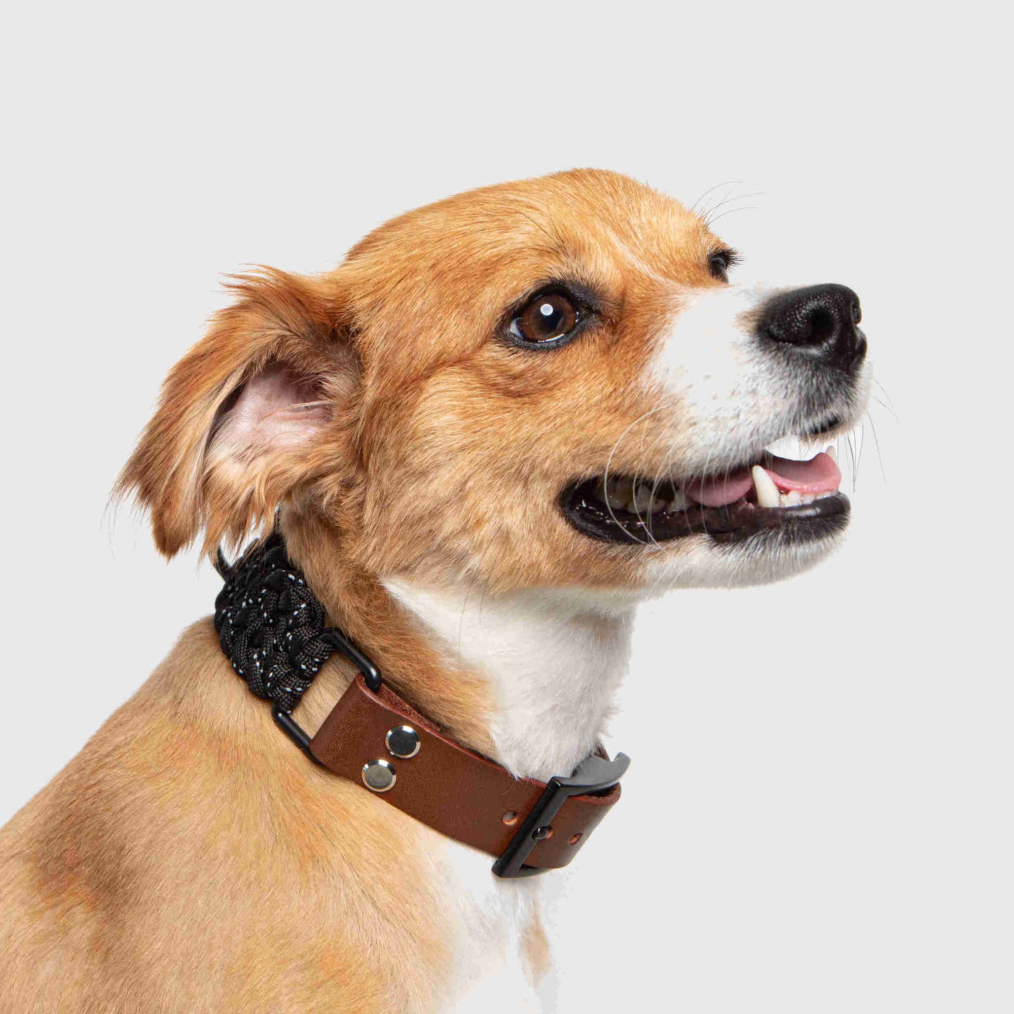 Forever Dog Collar