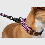 Forever Dog Collar