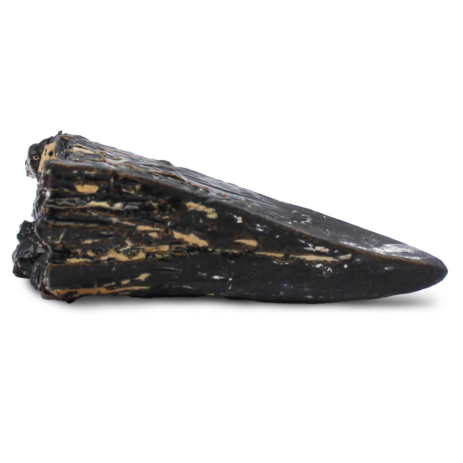 Dino Dexter Dino Tyrannosaurus Rex Tooth Dig Kit-1